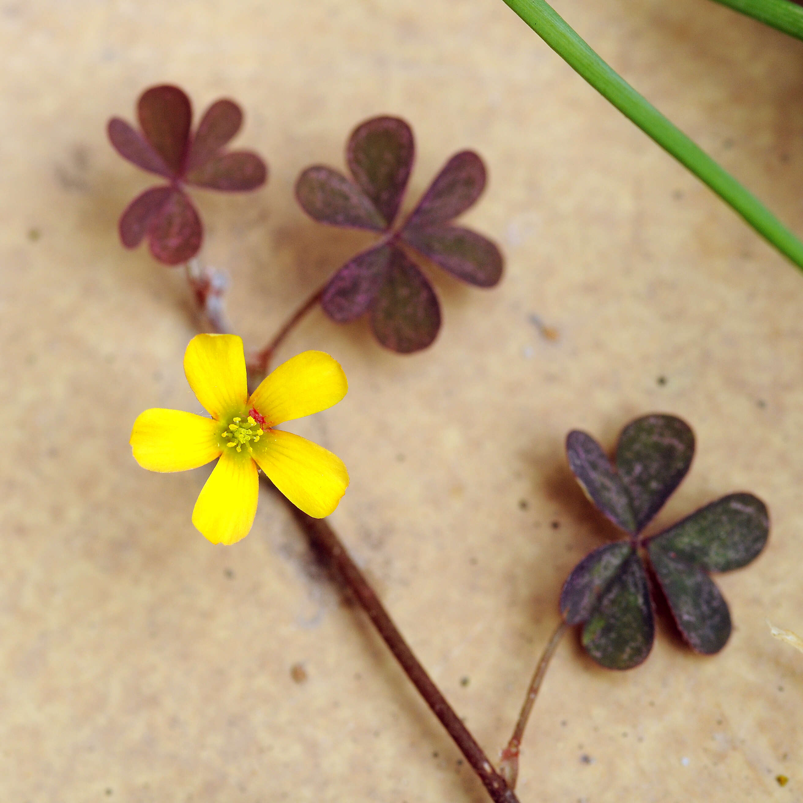 Image of creeping woodsorrel