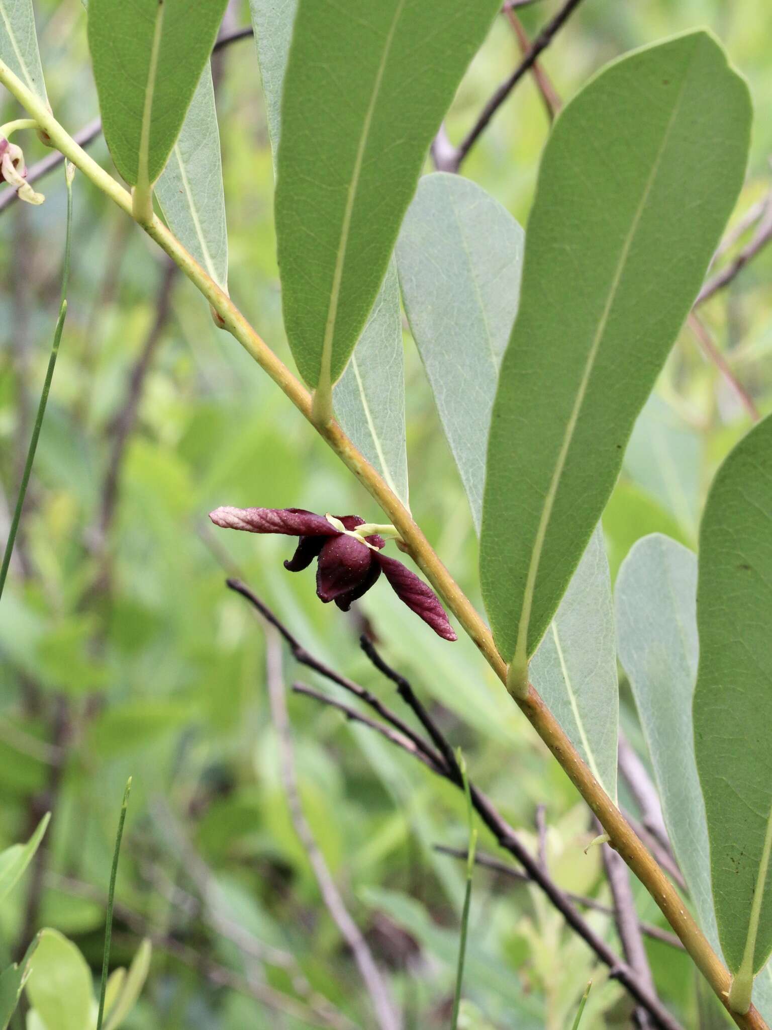 Plancia ëd <i>Asimina pygmea</i>