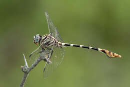 Image of Five-striped Leaftail