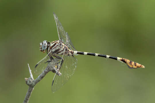 Image of Five-striped Leaftail