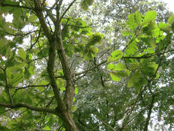 Image of Daimyo oak