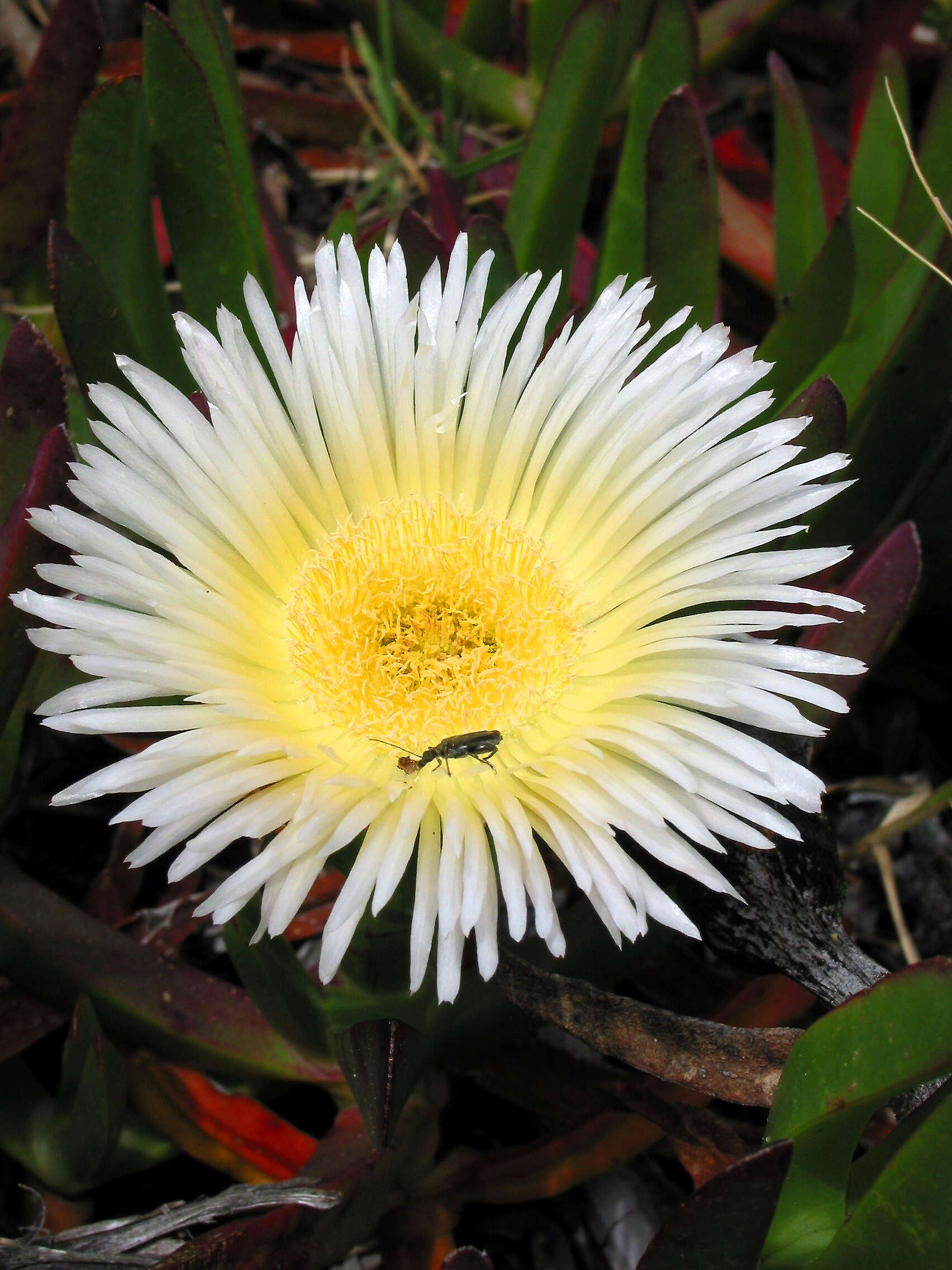 Image of hottentot fig