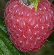 Image of Raspberry