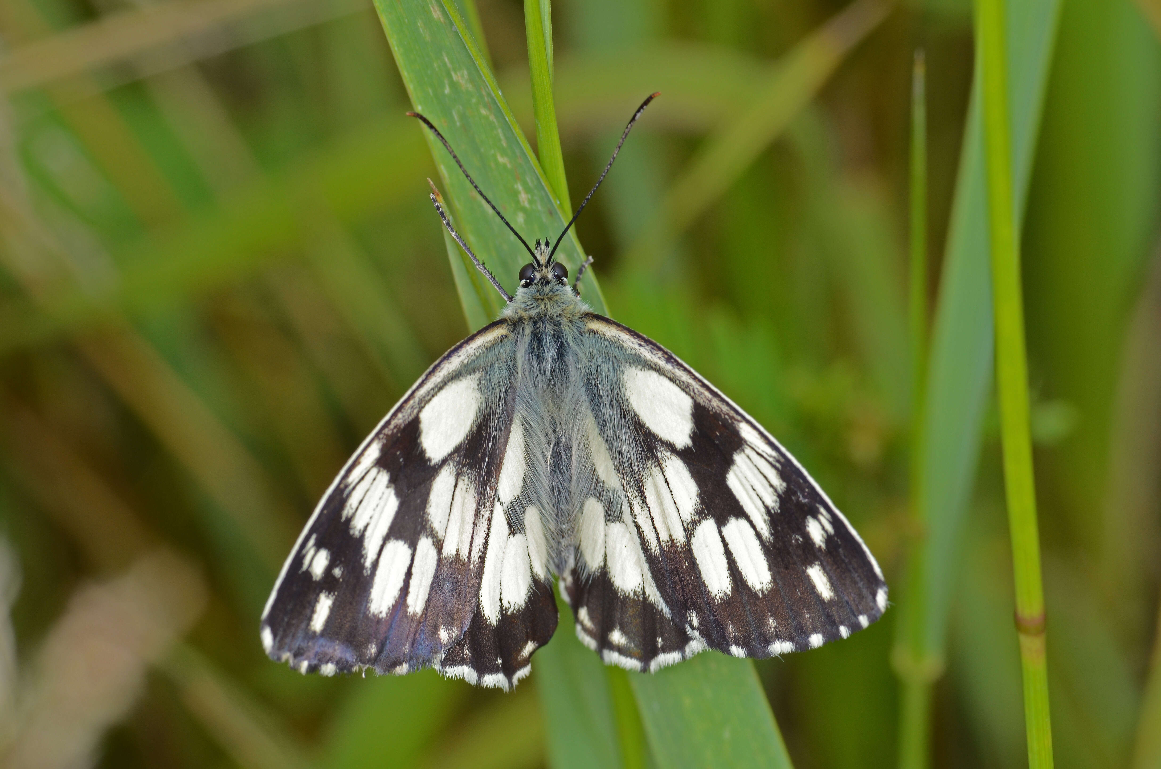 Image of marbled white