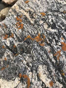 Image of orange lichen