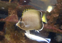 Image of African Butterflyfish