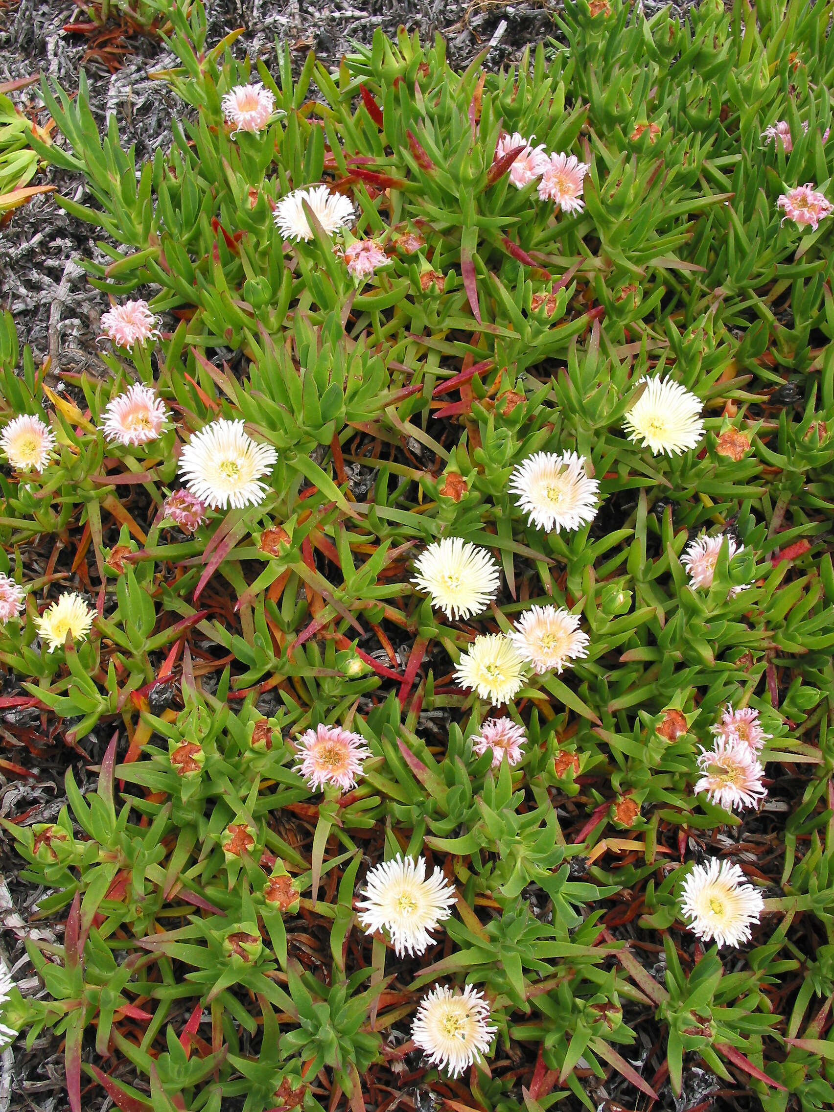 Imagem de Carpobrotus edulis (L.) N. E. Br.