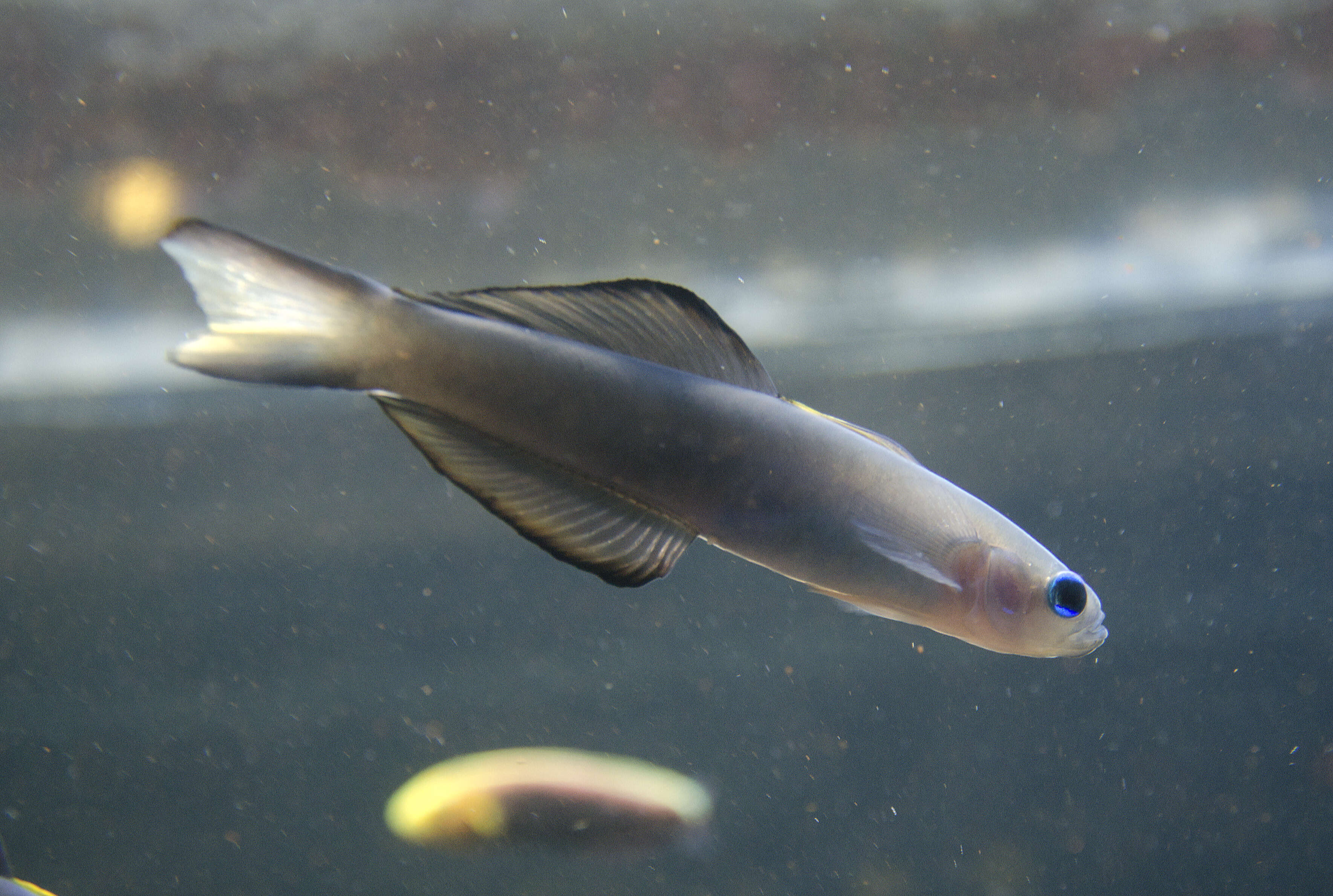 Image of Arrow dart-goby