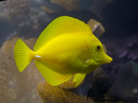 Image of Lemon Sailfin