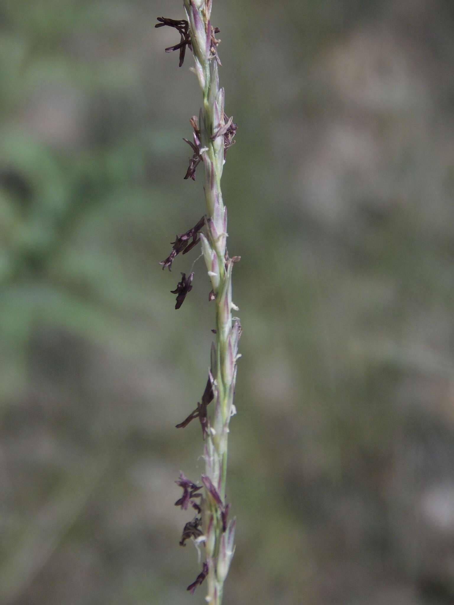 Image of composite dropseed