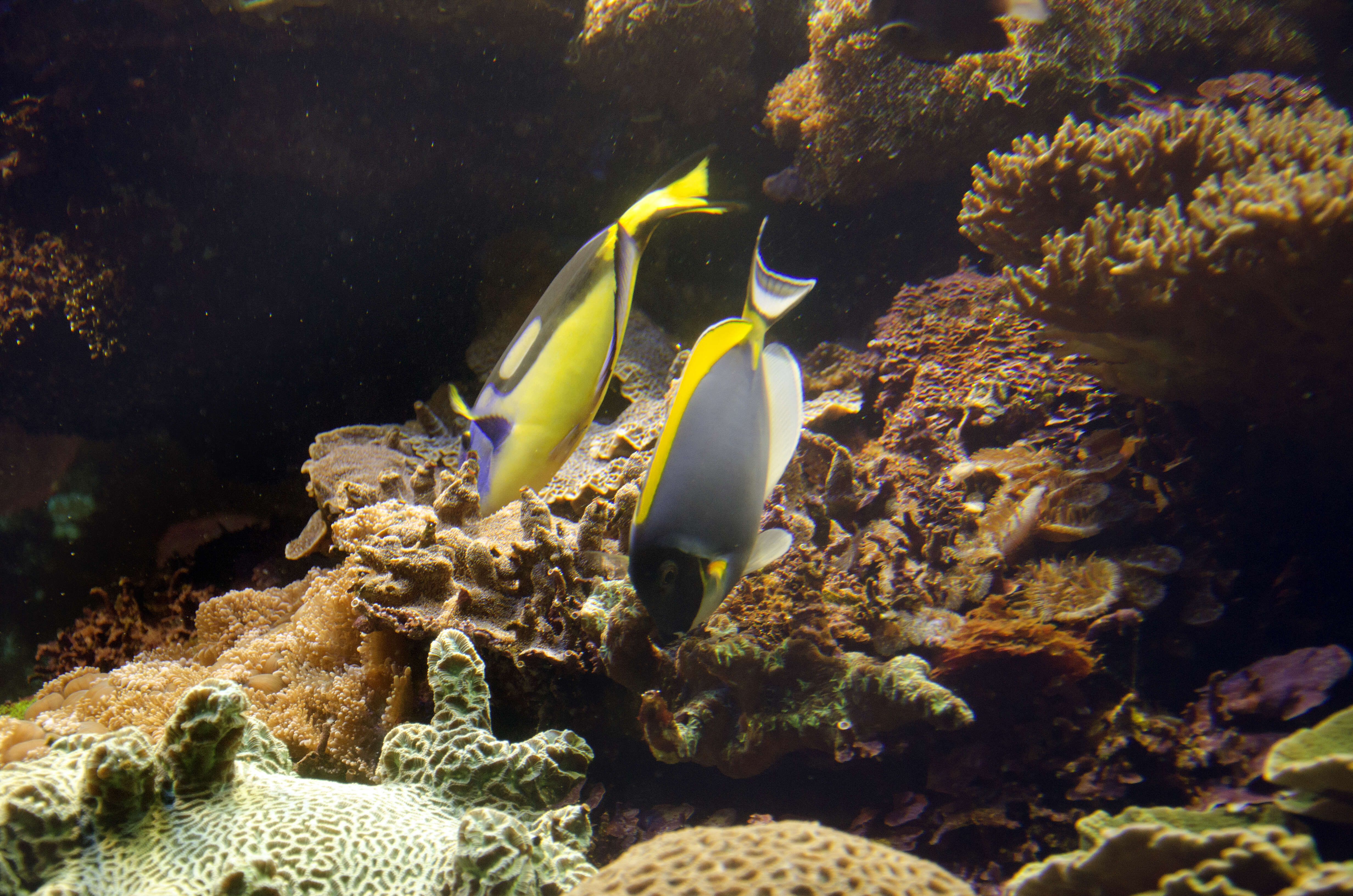 Image of Blue Surgeonfish