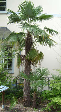 Image of Chinese windmill palm