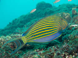 Image of Blue Banded Surgeonfish