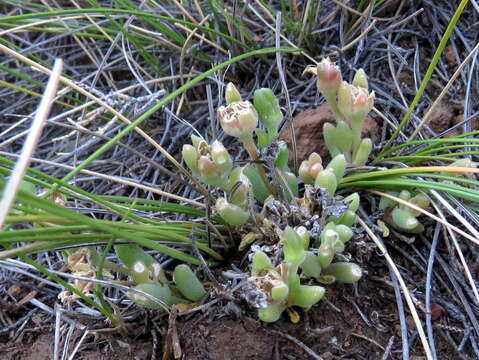 Image of Delosperma lootsbergense Lavis