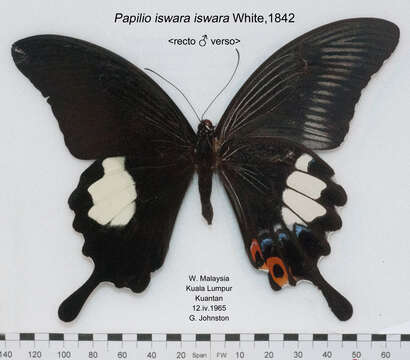 Sivun Papilio iswara White 1842 kuva