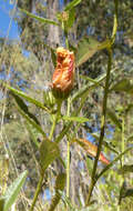 Image of Hibiscus heterophyllus Vent.