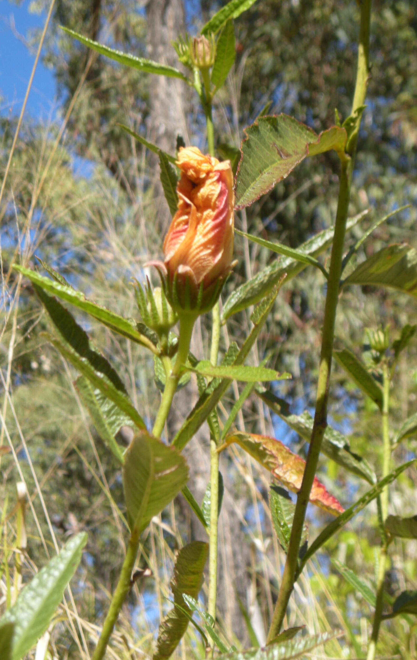 Image of Hibiscus heterophyllus Vent.