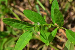 Image of Polygala glomerata Lour.