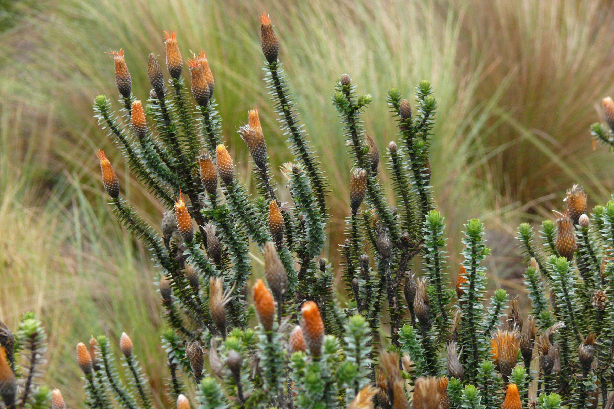 Image of flower of the Andes