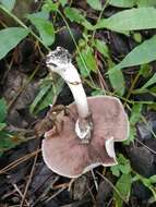 Image of Agaricus moelleri Wasser 1976