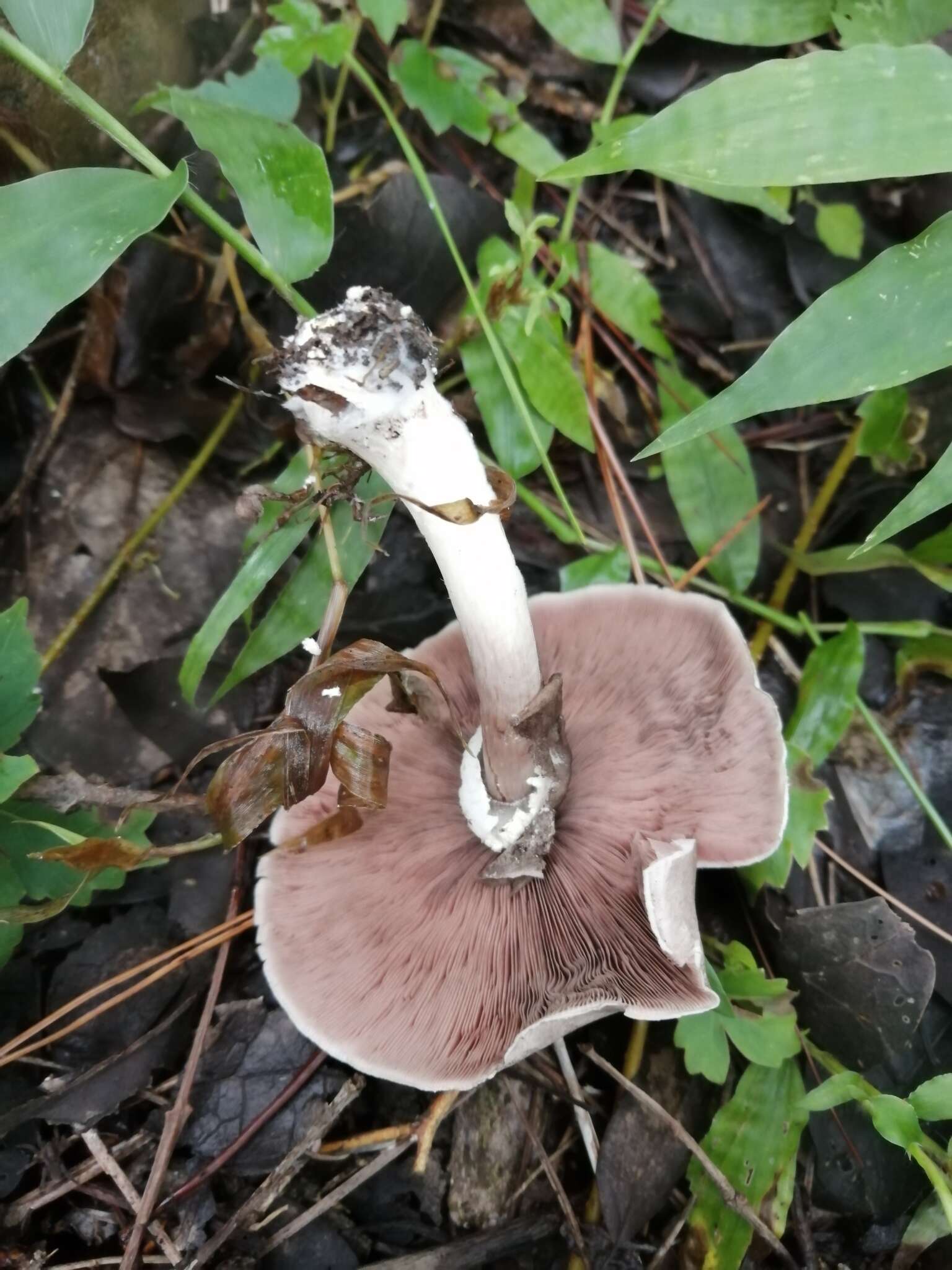 Image of Dark scaled mushroom