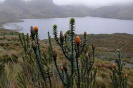 Image of flower of the Andes