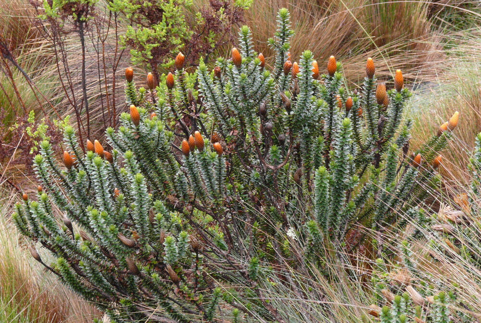 Image of flower of the Andes