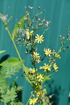 Image of Lactuca raddeana Maxim.