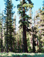 Image of California Red Fir