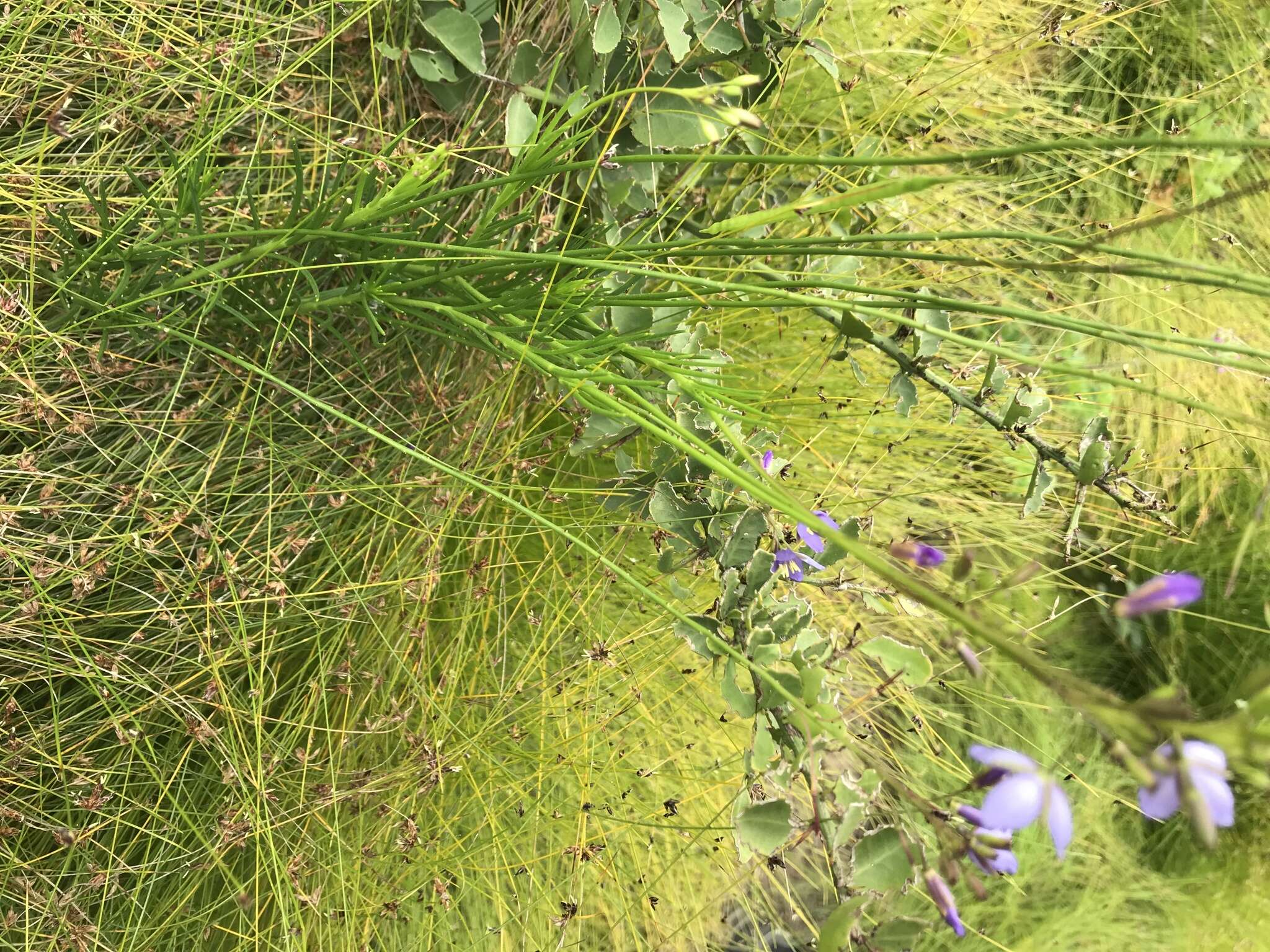 Image of Heliophila subulata Burch. ex DC.