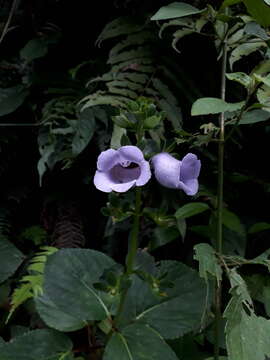 Image of gloxinia