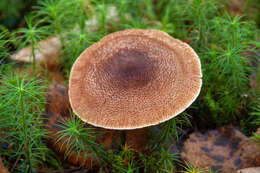 Image of Cortinarius pholideus (Lilj.) Fr. 1838