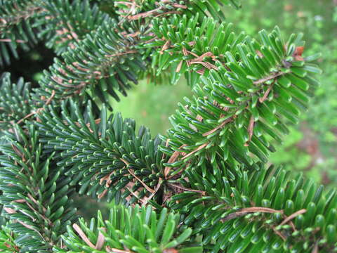 Image of Algerian Fir