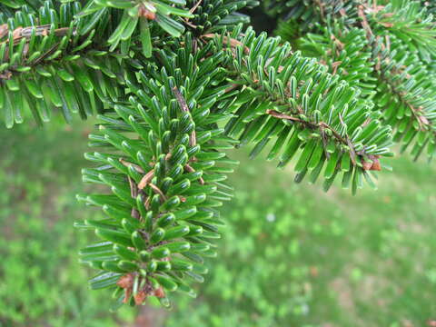 Image of Algerian Fir