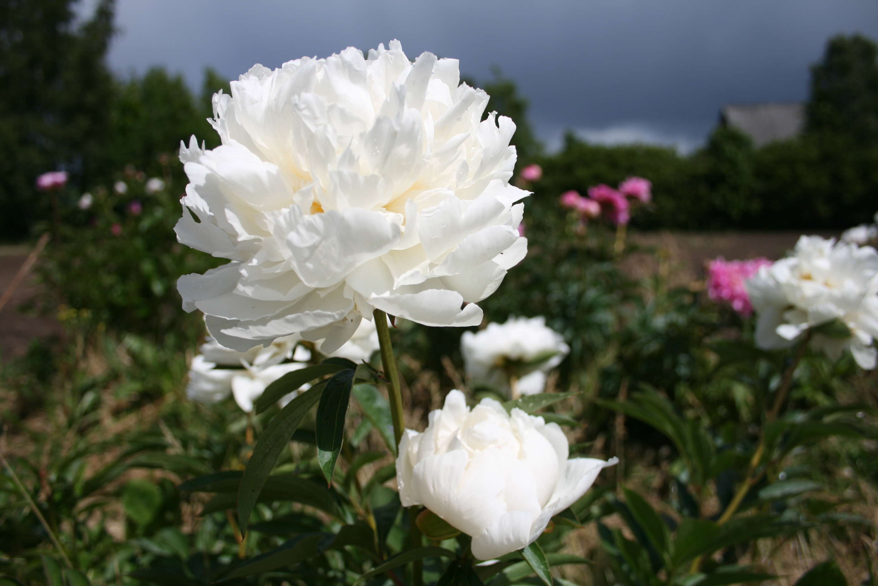 Image de Pivoine de Chine