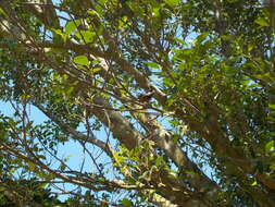 Image of Chestnut-bellied Tit