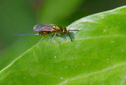 Image of Torymus calcaratus Nees 1834