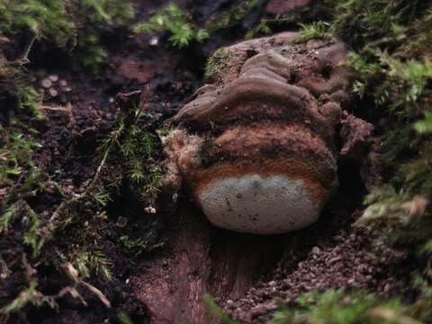 Image of Ganoderma adspersum (Schulzer) Donk 1969