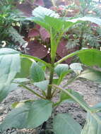 Image of pinnate dahlia