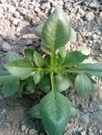 Image of pinnate dahlia