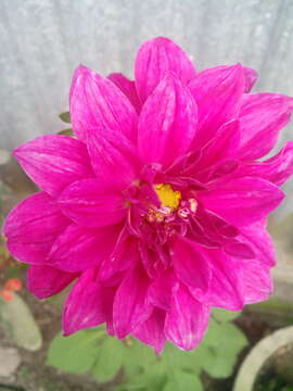 Imagem de Dahlia pinnata Cav.