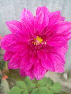 Image of pinnate dahlia