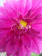 Image of pinnate dahlia