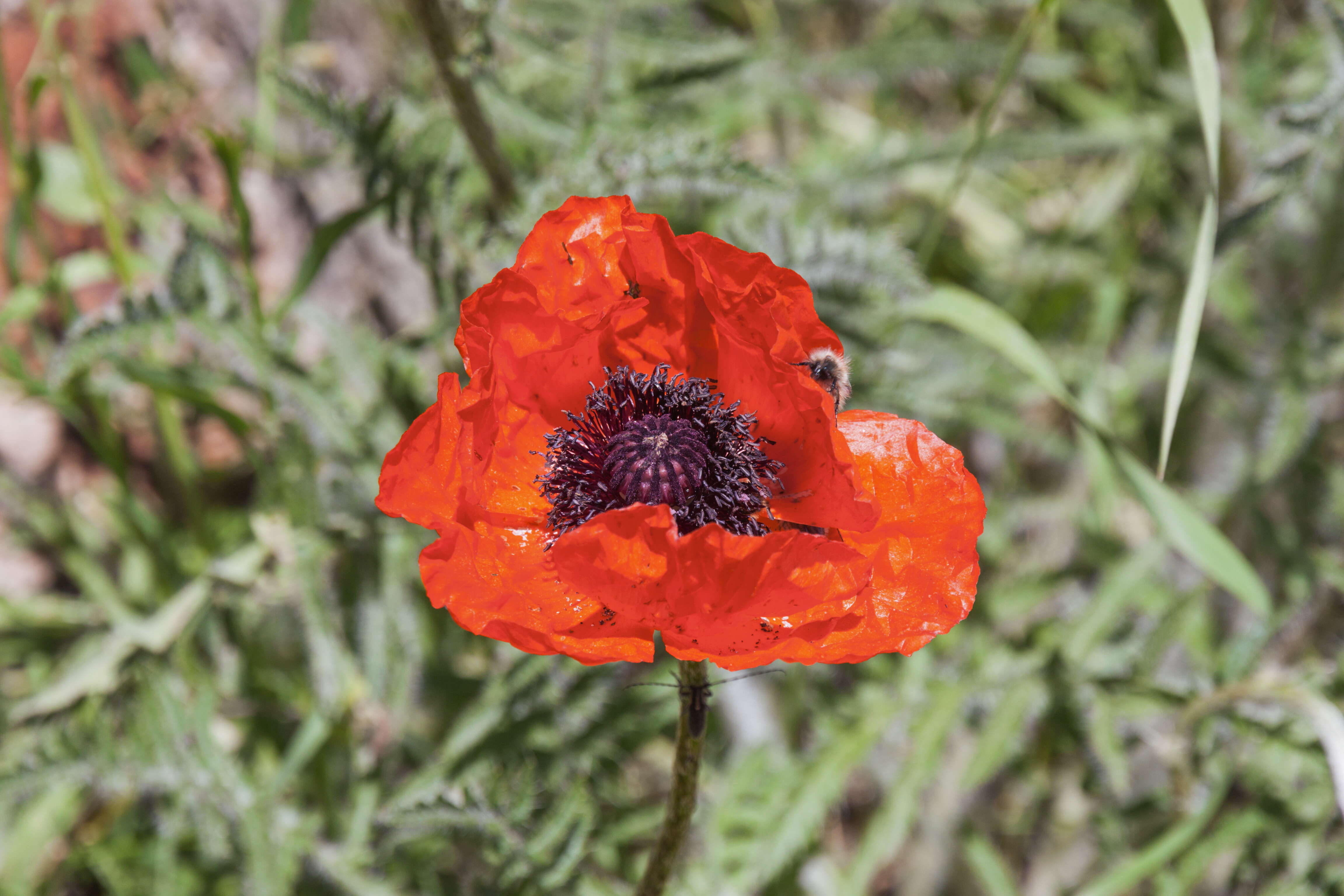 Image of Oriental poppy