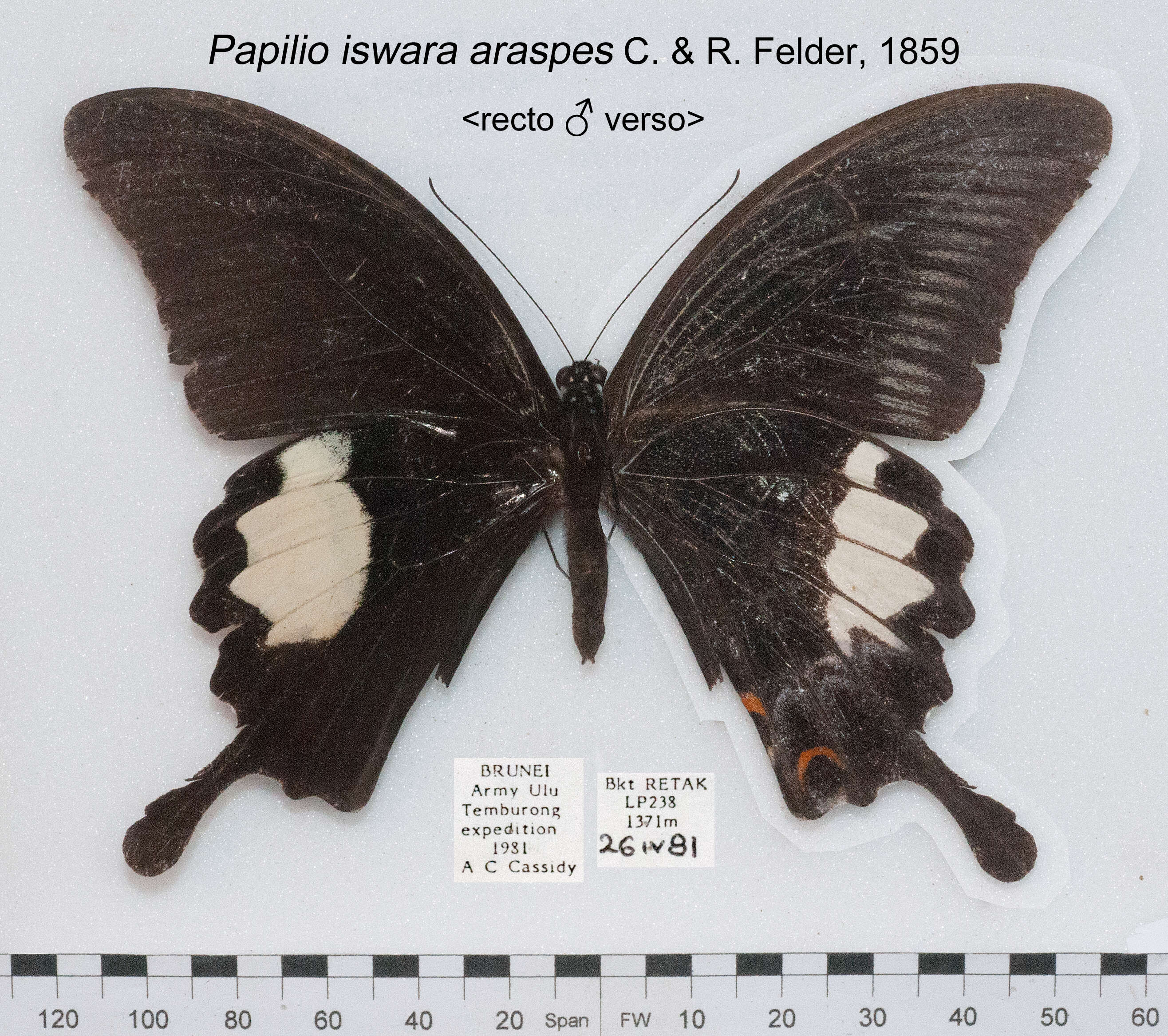 Sivun Papilio iswara White 1842 kuva