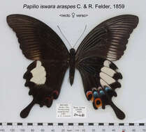 Image of Papilio iswara White 1842