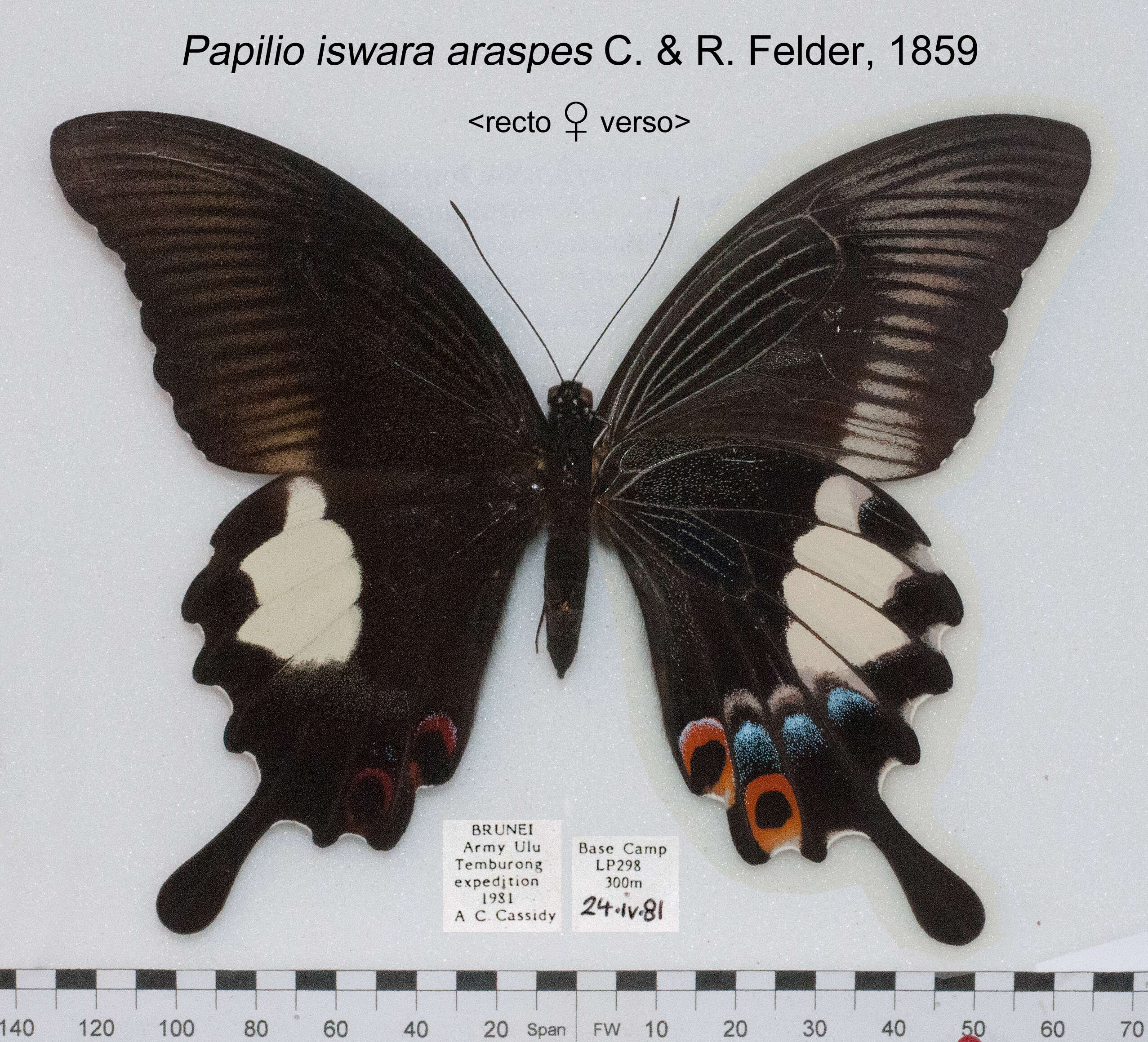 Sivun Papilio iswara White 1842 kuva