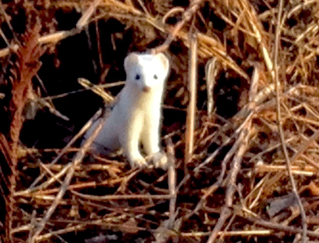 Image of ermine