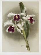 Image of Cattleya purpurata (Lindl. & Paxton) Rollisson ex Lindl.