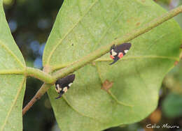 Imagem de Enchophyllum quinquemaculata Fairmaire